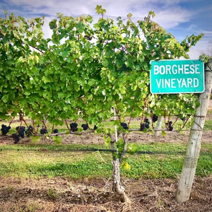 North Fork TV Festival Announces 2020 Dates for Drive-In Festival at Long Island's Founding Vineyard Image