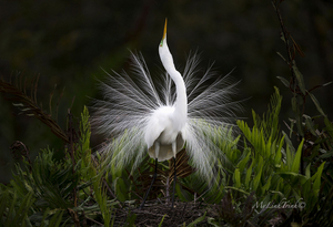 Palm Beach Photographic Centre Presents MEMBERS' SHOW 2020 Image