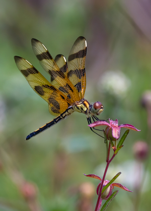 Palm Beach Photographic Centre Announces Winners of 24th Annual MEMBERS' SHOW 