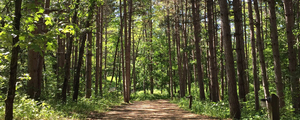 American Players Theatre Presents IF THESE TREES COULD TALK Image