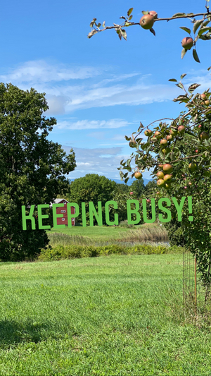 BWW Blog: Keeping Busy Image