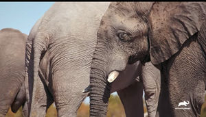 Animal Planet Premieres Three-Part Television Event WALKING WITH ELEPHANTS Dec. 15 Image