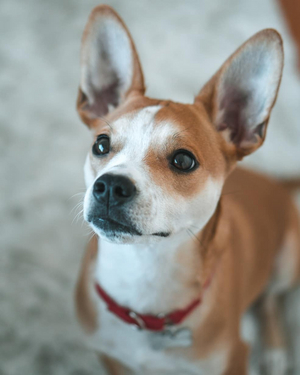 Feature: Cabaret Critters Image