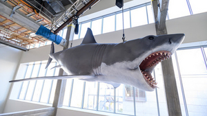 Academy Museum Installs The Only Surviving Shark Model From the 1975 Film JAWS  Image