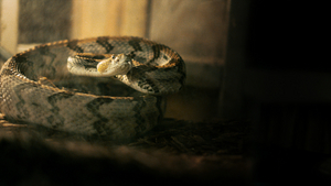HBO's ALABAMA SNAKE Premieres Dec. 9 Image