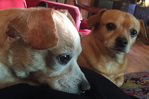 Interview: Playwright and Actor Sarah Hunter on Why DOGS ARE BETTER THAN PEOPLE Image