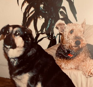 Interview: Playwright and Actor Sarah Hunter on Why DOGS ARE BETTER THAN PEOPLE Image