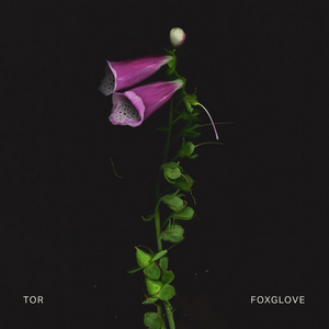 TOR Releases First Single 'Foxglove' 