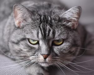 John Fisher Presents A Solo Show, CATS! (No, Not That One) Image