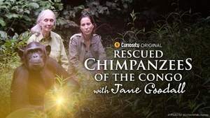 CuriosityStream Celebrates World Chimpanzee Day With July 14th Premiere of Original New Series 