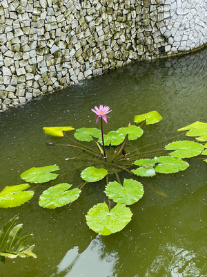 Student Blog: Being Vulnerable. Image