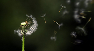 Student Blog: All for the Best Image