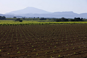 COTES DU RHONE Wines Include Delightful White and Rosé Selections 