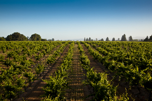 FOPPIANO VINEYARDS Celebrates 125 Years of Wine Production in the Russian River Valley of California  Image