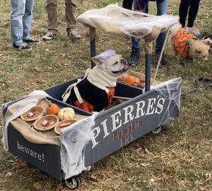 Student Blog: My Favorite NYC Halloween Event, The Halloween Dog Parade Image