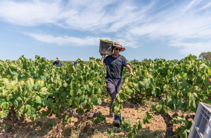 CAVA Undergoes Some Important Changes Image