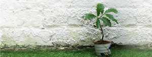 Newcastle's Alphabetti Theatre And The Worriers Present TREE Image