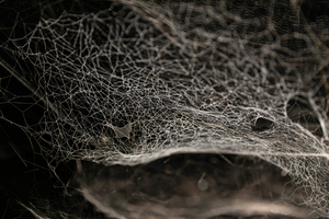 The Shed to Present TOMÁS SARACENO: PARTICULAR MATTER(S) Image