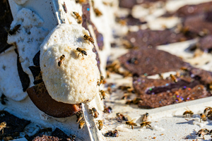 WALT DISNEY WORLD Recycles Its Gingerbread Displays-You Won't Bee-lieve the Buzz Image