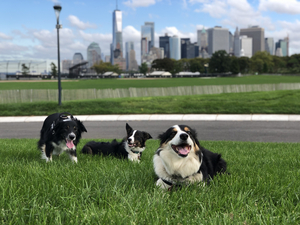 Bring Your Dog To Governors Island for Saturday “Dog Days”  Image