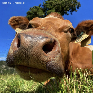 The Grinns Release New Single 'Conan O'Brien' From Forthcoming EP 'Let's Go Out' Image