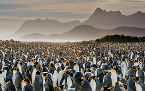 National Geographic's RARELY SEEN Exhibition Will Open At Bally's Las Vegas Image