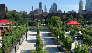 ROOFTOP REDS in Brooklyn-Events to Know About 