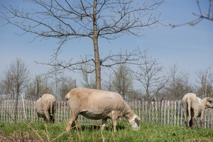 Trust For Governors Island Announces Return Of Summer Sheep Employees  Image