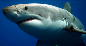 Discovery Announces SHARK WEEK 2022 Premiere 