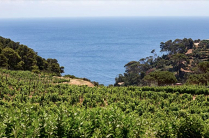 FRESCOBALDI-Caring and Inspiring Change While Producing Top Tuscan Wines Image