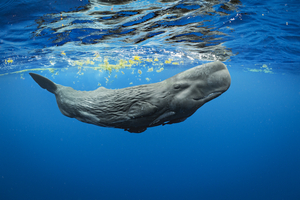 NATIONAL GEOGRAPHIC LIVE Returns to the Wharton Next Month Image