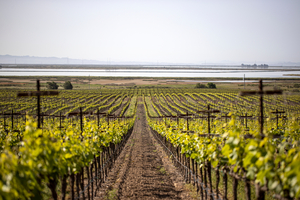 FRANK FAMILY VINEYARDS 2020 Carneros Chardonnay-An Exceptional Wine Image