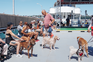 CIRCLE LINE Announces “Howling Halloween Pup Cruise” Image