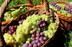 KOSHER WINE-Ten Things You Should Know Image