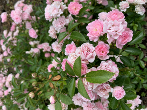 Ready, Set, Shop - MOM Deserves the Best on Mother's Day, 5/14 Image