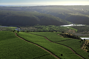 VINA LEYDA Chilean Wines-The “Coastal Vineyards” Sauvignon Blanc Wines are Delightful  Image