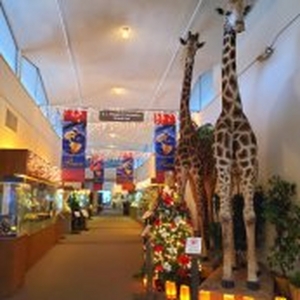 Las Vegas Natural History Museum Announces Winter Programming