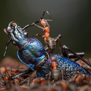 The Sixtieth Edition Of Wildlife Photographer Of The Year Set For June Photo