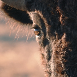 'SINGING BACK THE BUFFALO' Film Will Premiere Next Month