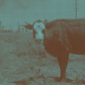 GEONNITUS is Now Playing at Teatro Colon Photo