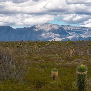 SINGING STONES: CELEBRATING THE ANCIENT AMERICAS On View At The Metropolitan Museum o Photo