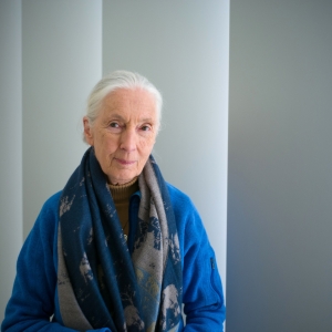 Dr. Jane Goodall Comes to the Kings Theatre Next Month Photo