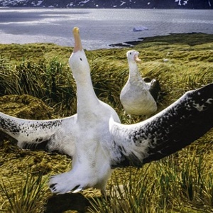 Kauffman Center Will Present BAY OF LIFE: FROM WIND TO WHALES Talk Photo
