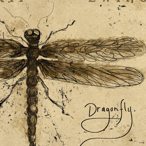 Photos: Skip Ewing Announces New Album DRAGONFLY, New Song Out Now Photo