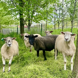Governors Island Welcomes Back Legendary Sheep Landscaping Crew Photo