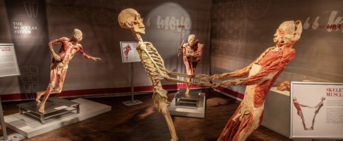 REAL BODIES: THE EXHIBITION to Open at Horseshoe Las Vegas