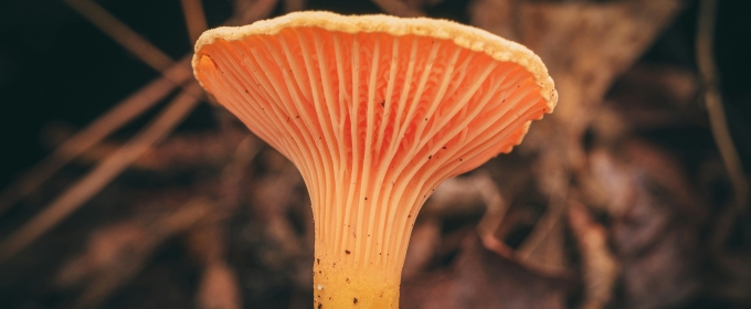 Feature: Celebrate Earth Day with Award-Wining Fantastic Fungi Film and Q&A with Director