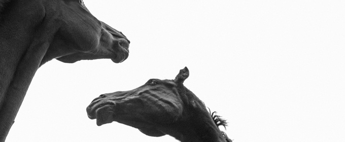 HFH Productions to Debut FOAL by Titas Halder at Finborough Theatre