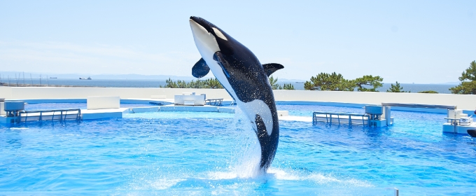 FEATURE: OPENED JUNE 1ST! DIVE INTO THE WONDERS OF KOBE SUMA SEA WORLD