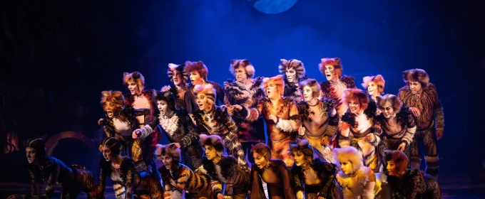 CATS  The Musical Comes to South Africa